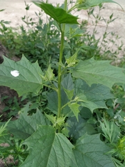 Chenopodiastrum simplex