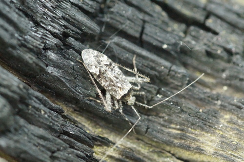 Plant bug