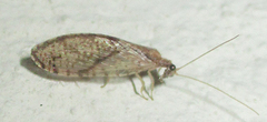 Micromus sjostedti