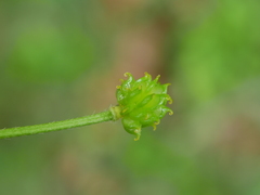 Ranunculus tuberosus
