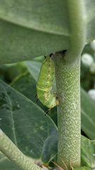 Danaus chrysippus