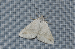 Lithostege griseata