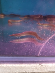 Macrognathus siamensis