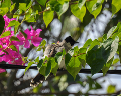 Pycnonotus aurigaster