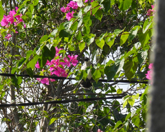 Pycnonotus aurigaster