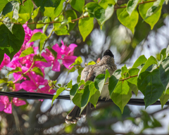 Pycnonotus aurigaster