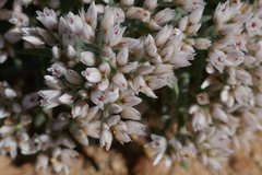 Polycarpaea spirostylis