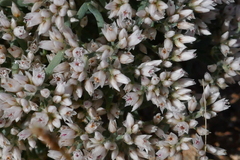 Polycarpaea spirostylis