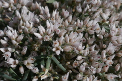 Polycarpaea spirostylis