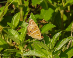 Junonia almana