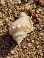 Bursidae