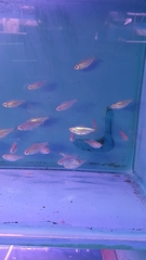 Alestopetersius caudalis