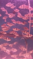 Striuntius lateristriga