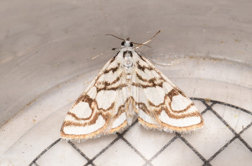 Nymphula nitidulata