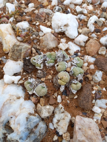 Image of Gibbaeum heathii by (c) Christiaan Viljoen, some rights reserved (CC BY)
