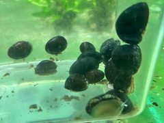 Neritina pulligera