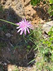 Scorzonera rosea