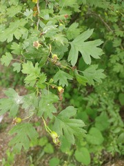 Crataegus monogyna