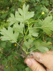 Crataegus monogyna