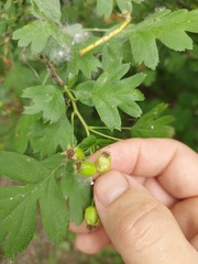 Crataegus monogyna