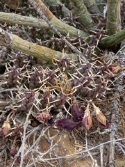 Tridentea gemmiflora