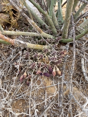 Tridentea gemmiflora