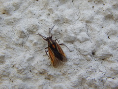Horistus orientalis