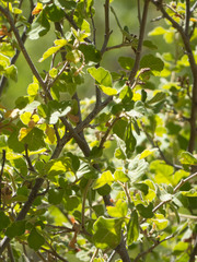 Rhus aromatica aromatica