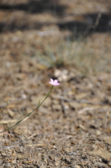 Dianthus humilis