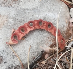 Hippocrepis ciliata