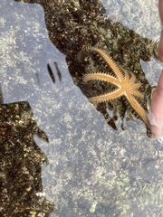 Coscinasterias acutispina