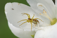 Dolomedes fimbriatus