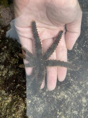 Coscinasterias acutispina