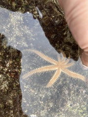 Coscinasterias acutispina