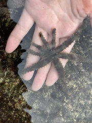 Coscinasterias acutispina