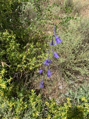 Delphinium gracile