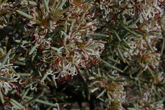 Hakea collina