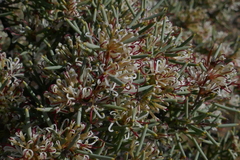 Hakea collina