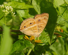 Junonia almana