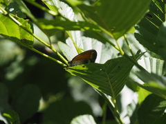 Coenonympha arcania