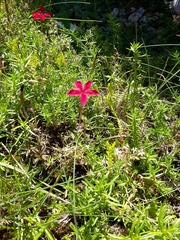 Dianthus deltoides deltoides