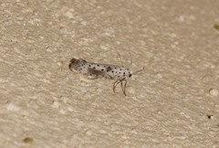 Yponomeuta irrorellus