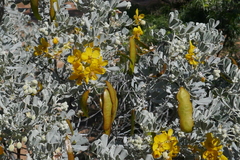 Senna artemisioides helmsii
