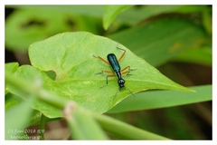 Neocollyris