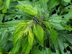 Fukienogomphus prometheus