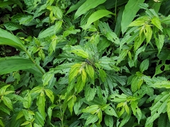 Fukienogomphus prometheus