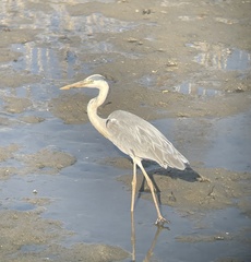 Ardea cinerea