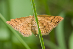 Idaea serpentata