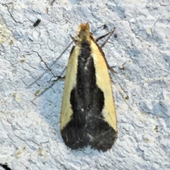 Dichomeris inserrata