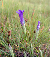 Gentianopsis detonsa